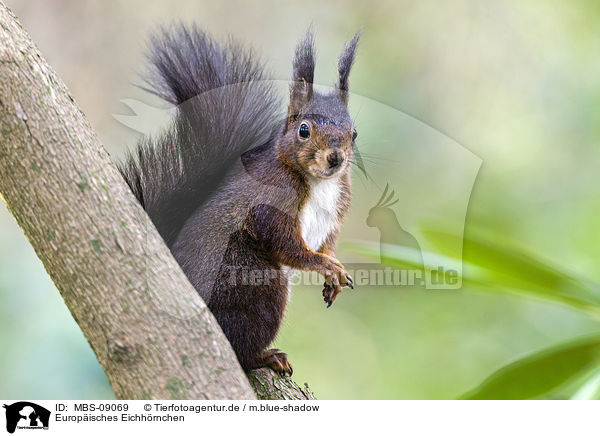 Europisches Eichhrnchen / Eurasian red squirrel / MBS-09069
