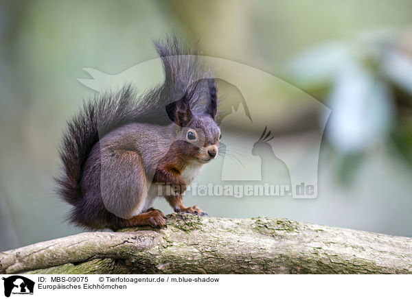 Europisches Eichhrnchen / Eurasian red squirrel / MBS-09075