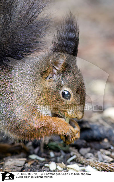 Europisches Eichhrnchen / Eurasian red squirrel / MBS-09079