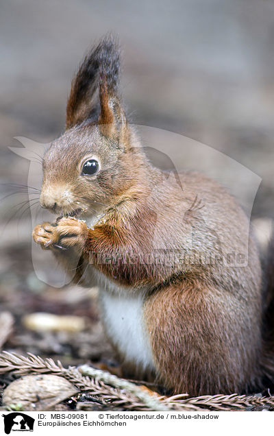 Europisches Eichhrnchen / Eurasian red squirrel / MBS-09081