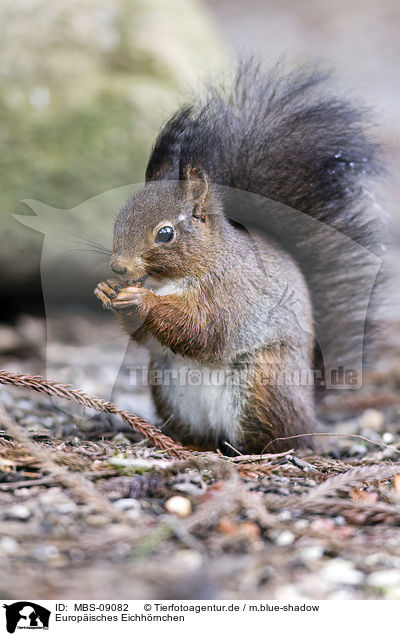 Europisches Eichhrnchen / Eurasian red squirrel / MBS-09082