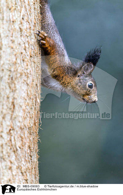 Europisches Eichhrnchen / Eurasian red squirrel / MBS-09083