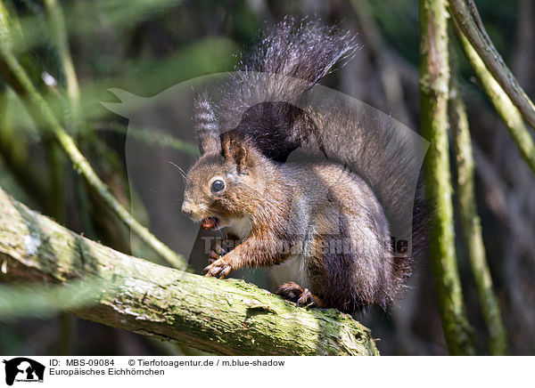 Europisches Eichhrnchen / Eurasian red squirrel / MBS-09084