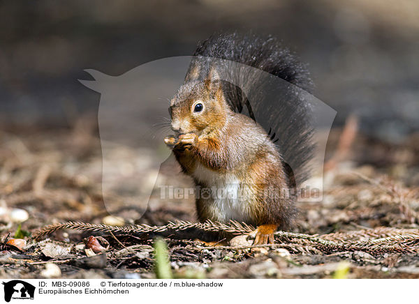 Europisches Eichhrnchen / Eurasian red squirrel / MBS-09086