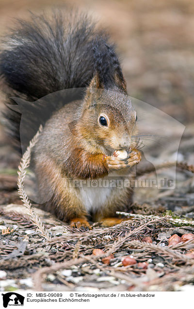 Europisches Eichhrnchen / Eurasian red squirrel / MBS-09089