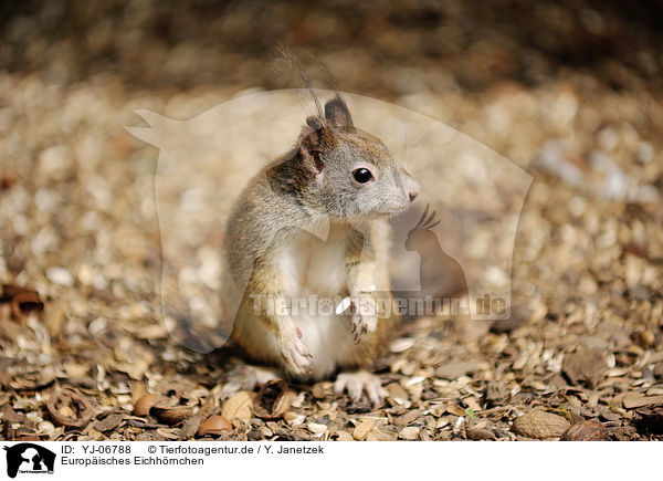 Europisches Eichhrnchen / Eurasian red squirrel / YJ-06788