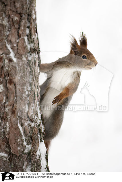 Europisches Eichhrnchen / Eurasian red squirrel / FLPA-01371