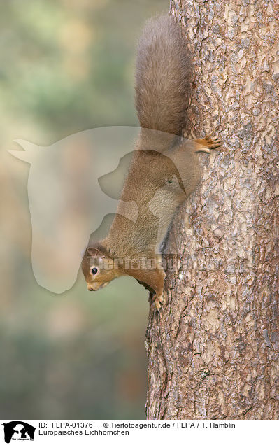 Europisches Eichhrnchen / Eurasian red squirrel / FLPA-01376