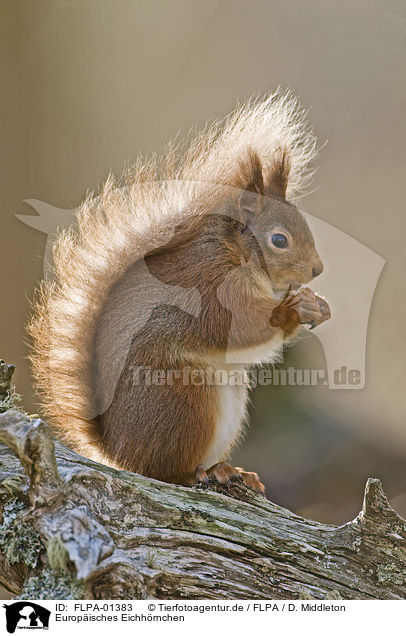 Europisches Eichhrnchen / Eurasian red squirrel / FLPA-01383