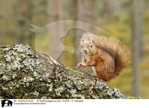 Europisches Eichhrnchen / Eurasian red squirrel / FLPA-01419