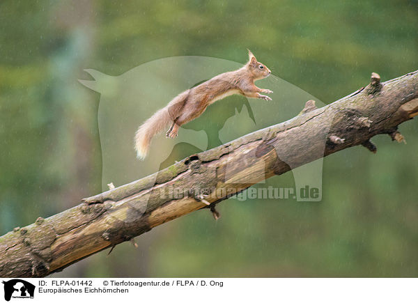 Europisches Eichhrnchen / Eurasian red squirrel / FLPA-01442