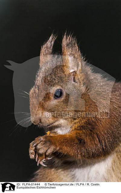Europisches Eichhrnchen / Eurasian red squirrel / FLPA-01444