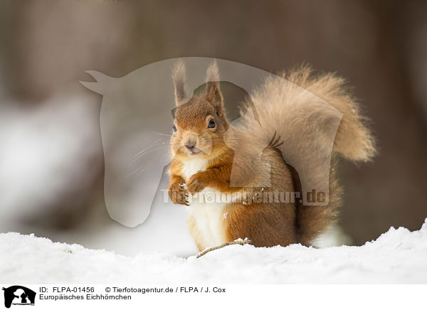Europisches Eichhrnchen / Eurasian red squirrel / FLPA-01456