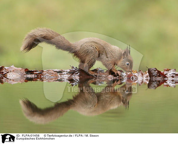 Europisches Eichhrnchen / Eurasian red squirrel / FLPA-01458
