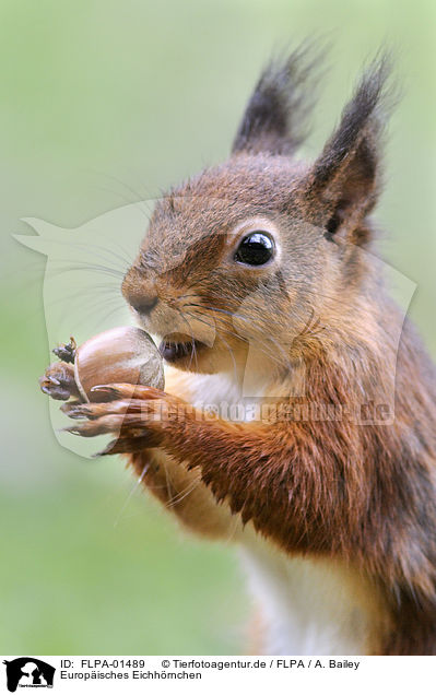 Europisches Eichhrnchen / Eurasian red squirrel / FLPA-01489