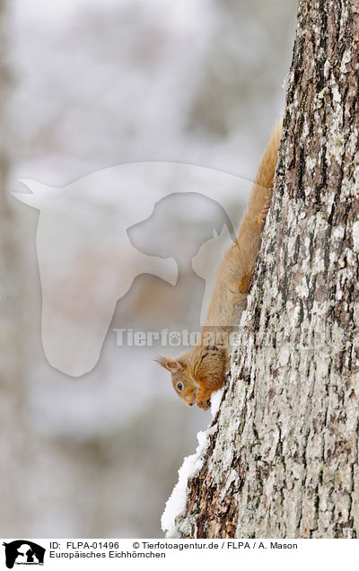 Europisches Eichhrnchen / Eurasian red squirrel / FLPA-01496