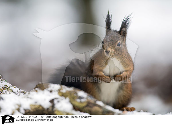 Europisches Eichhrnchen / Eurasian red squirrel / MBS-11402
