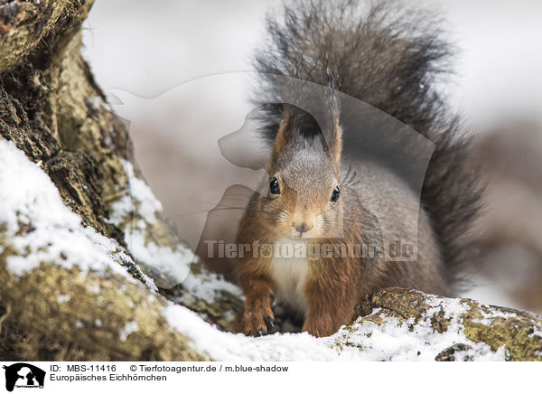 Europisches Eichhrnchen / Eurasian red squirrel / MBS-11416