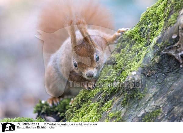 Europisches Eichhrnchen / Eurasian red squirrel / MBS-12081