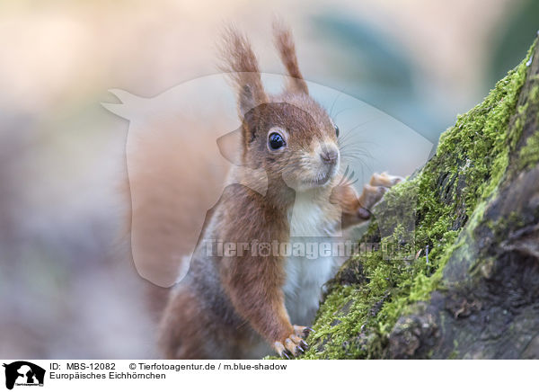 Europisches Eichhrnchen / Eurasian red squirrel / MBS-12082