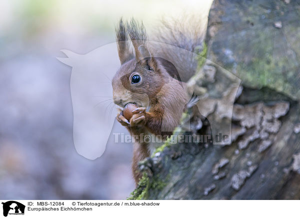 Europisches Eichhrnchen / Eurasian red squirrel / MBS-12084