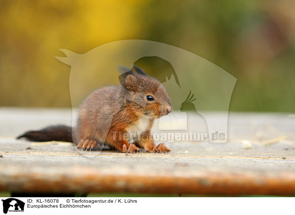 Europisches Eichhrnchen / Eurasian red squirrel / KL-16078
