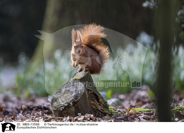 Europisches Eichhrnchen / Eurasian red squirrel / MBS-13588