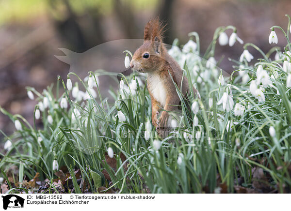 Europisches Eichhrnchen / Eurasian red squirrel / MBS-13592