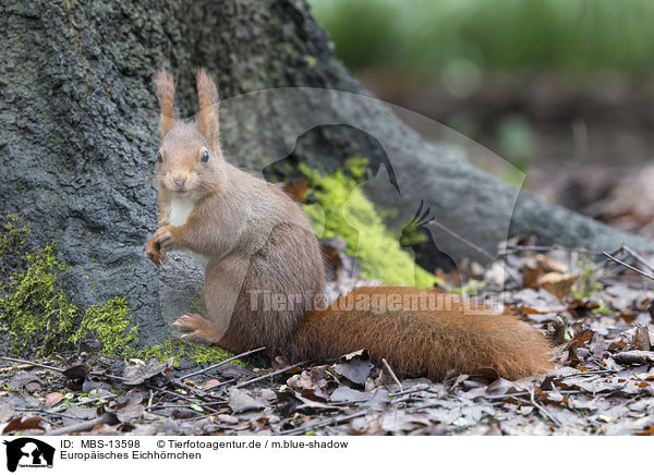 Europisches Eichhrnchen / Eurasian red squirrel / MBS-13598