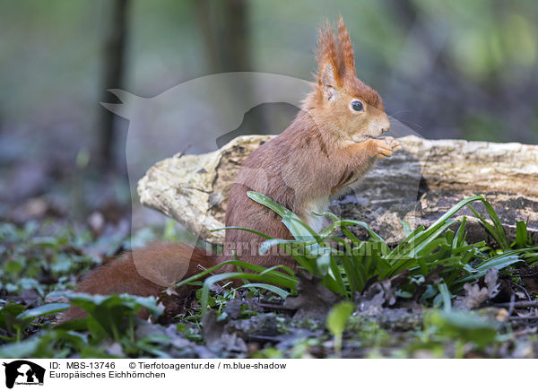 Europisches Eichhrnchen / Eurasian red squirrel / MBS-13746