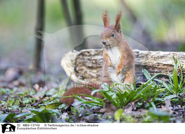 Europisches Eichhrnchen / Eurasian red squirrel / MBS-13749