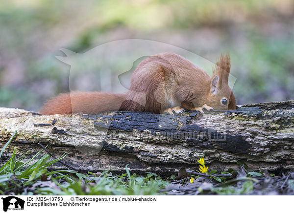 Europisches Eichhrnchen / Eurasian red squirrel / MBS-13753