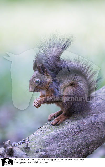 Europisches Eichhrnchen / Eurasian red squirrel / MBS-13760