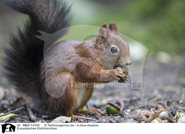 Europisches Eichhrnchen / Eurasian red squirrel / MBS-14393