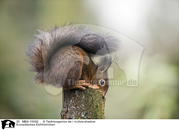 Europisches Eichhrnchen / Eurasian red squirrel / MBS-15092