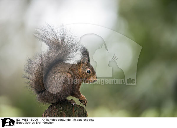 Europisches Eichhrnchen / Eurasian red squirrel / MBS-15096