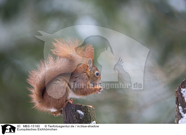 Europisches Eichhrnchen / Eurasian red squirrel / MBS-15180