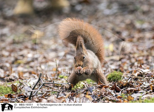 Europisches Eichhrnchen / Eurasian red squirrel / MBS-16551
