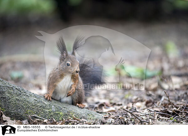Europisches Eichhrnchen / Eurasian red squirrel / MBS-16555