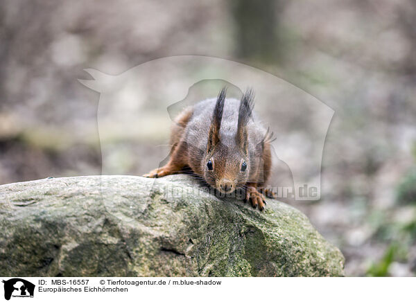 Europisches Eichhrnchen / Eurasian red squirrel / MBS-16557