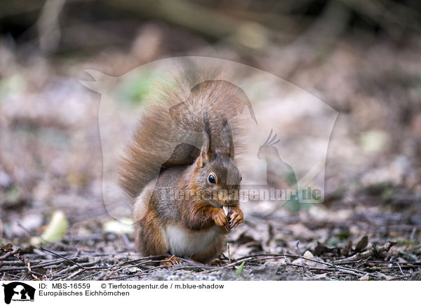 Europisches Eichhrnchen / Eurasian red squirrel / MBS-16559