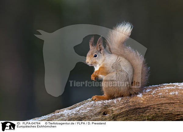 Europisches Eichhrnchen / Eurasian red squirrel / FLPA-04764