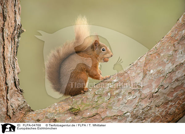 Europisches Eichhrnchen / Eurasian red squirrel / FLPA-04768