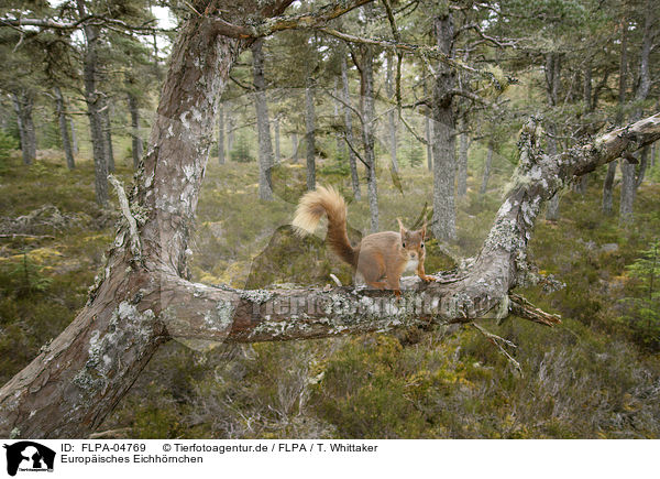 Europisches Eichhrnchen / Eurasian red squirrel / FLPA-04769