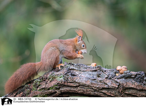Europisches Eichhrnchen / Eurasian red squirrel / MBS-18766