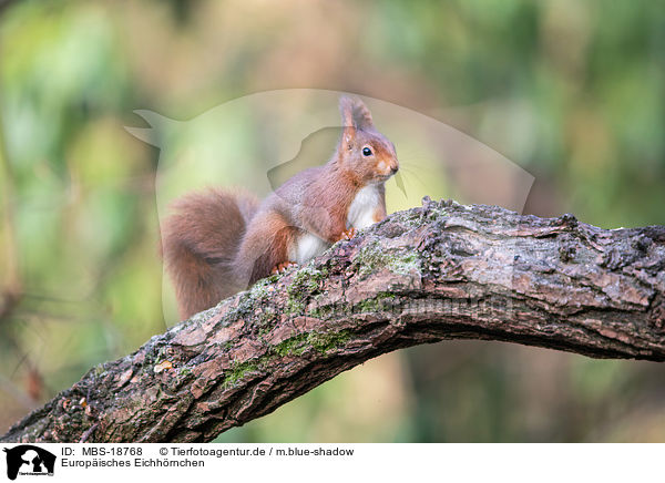 Europisches Eichhrnchen / Eurasian red squirrel / MBS-18768