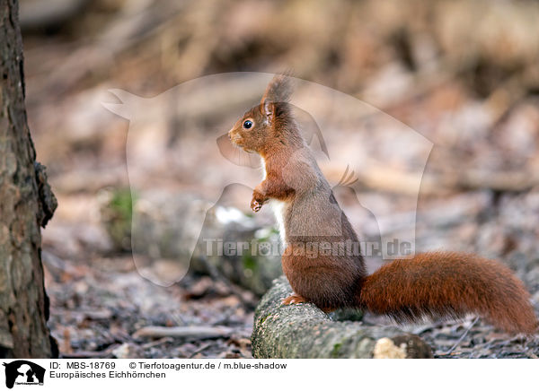Europisches Eichhrnchen / Eurasian red squirrel / MBS-18769