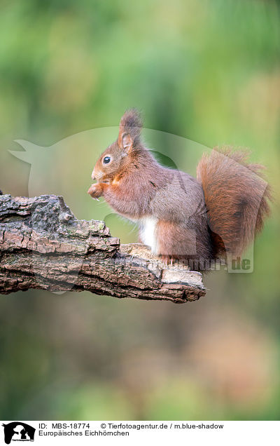 Europisches Eichhrnchen / Eurasian red squirrel / MBS-18774