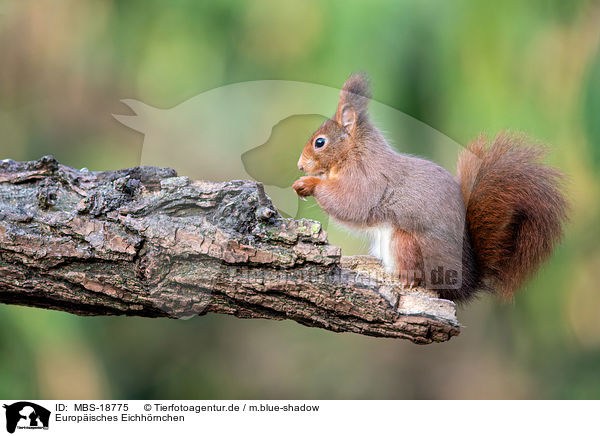 Europisches Eichhrnchen / Eurasian red squirrel / MBS-18775