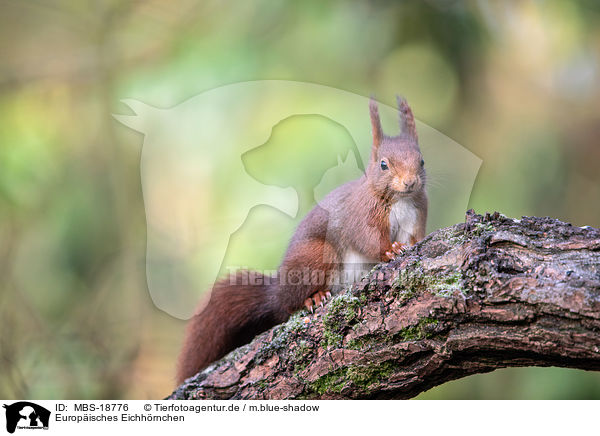 Europisches Eichhrnchen / Eurasian red squirrel / MBS-18776